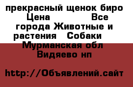 прекрасный щенок биро › Цена ­ 20 000 - Все города Животные и растения » Собаки   . Мурманская обл.,Видяево нп